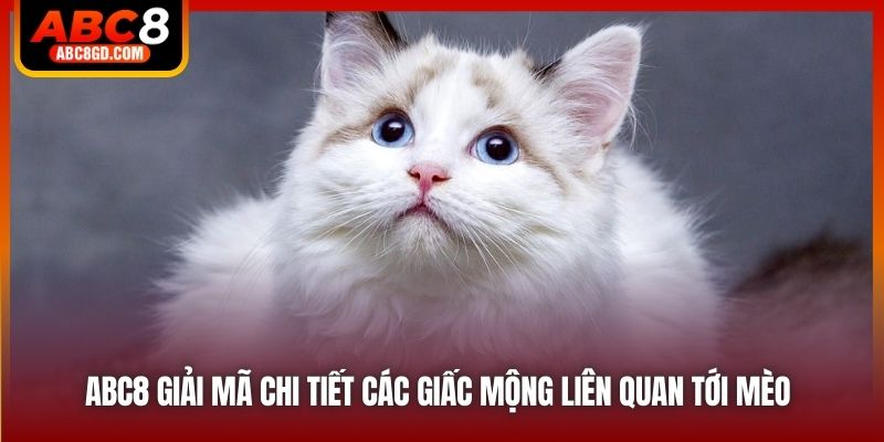 ABC8 giải mã chi tiết các giấc mộng liên quan tới mèo