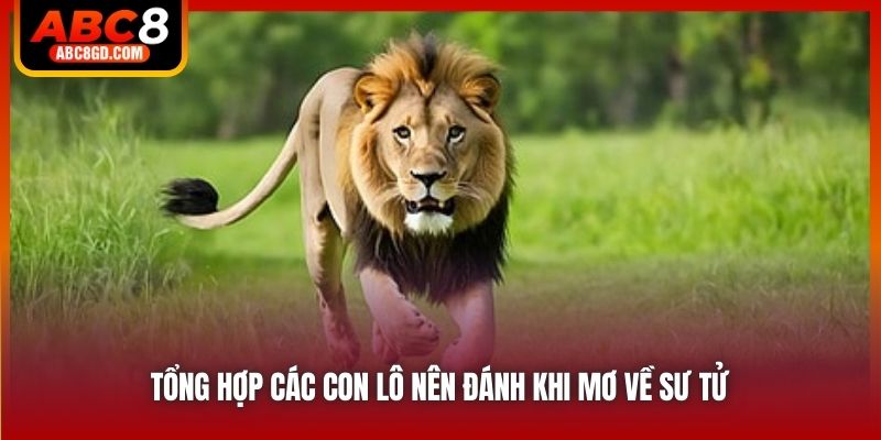 Tổng hợp các con lô nên đánh khi mơ về sư tử