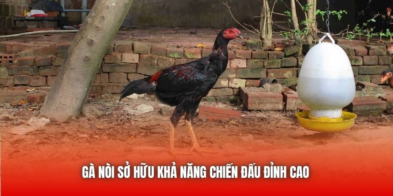 Gà nòi sở hữu khả năng chiến đấu đỉnh cao