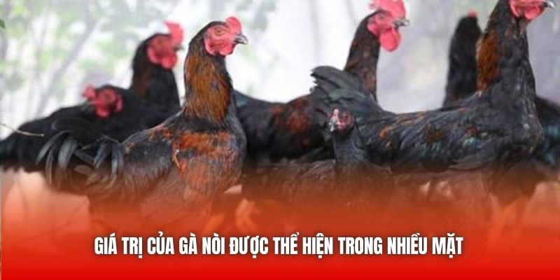Giá trị của gà nòi được thể hiện trong nhiều mặt